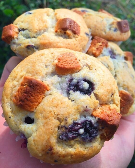Blueberry muffins with baked Quest Bars Phitip Recipes